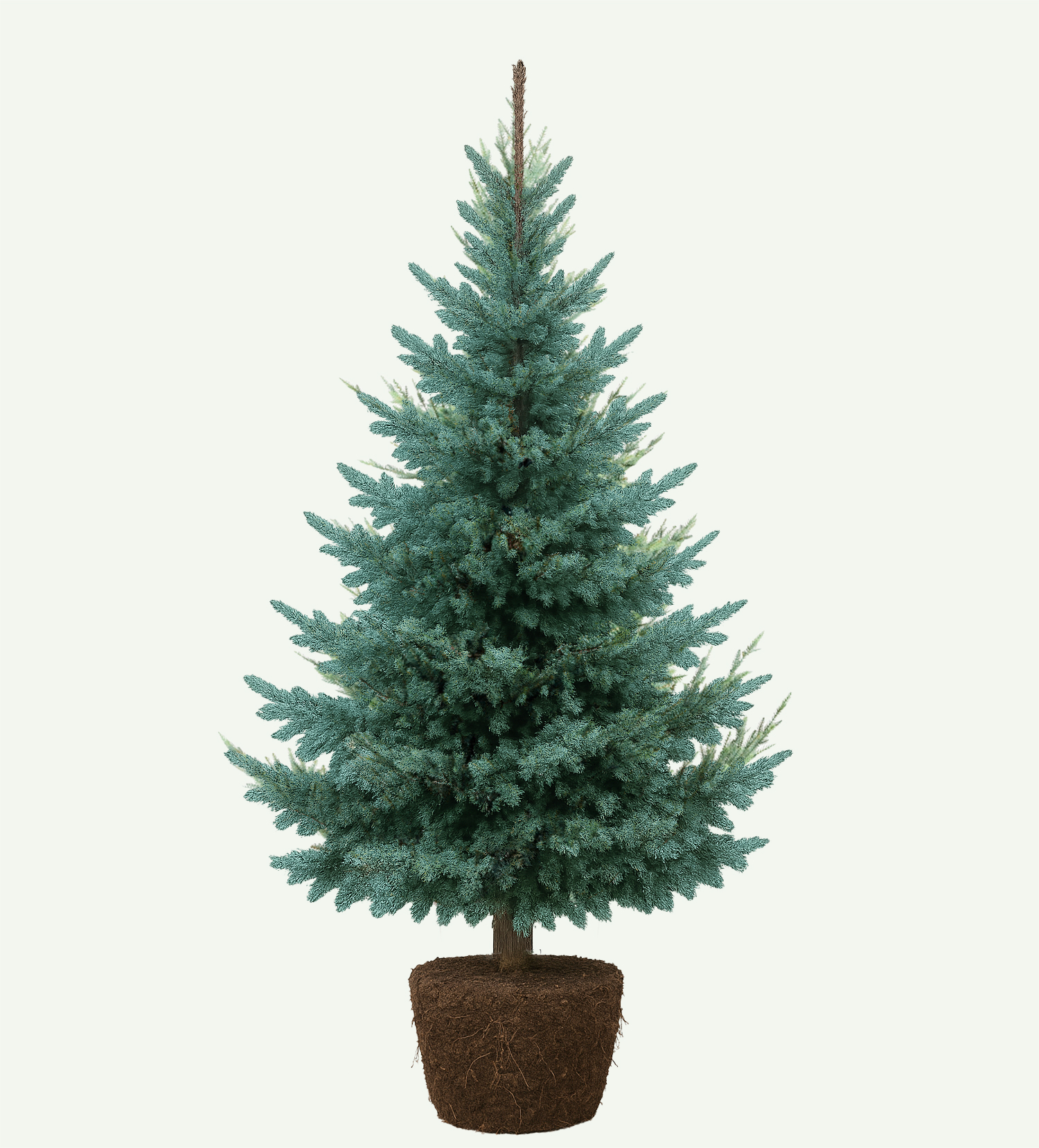Blauwspar kerstboom Rosmalen