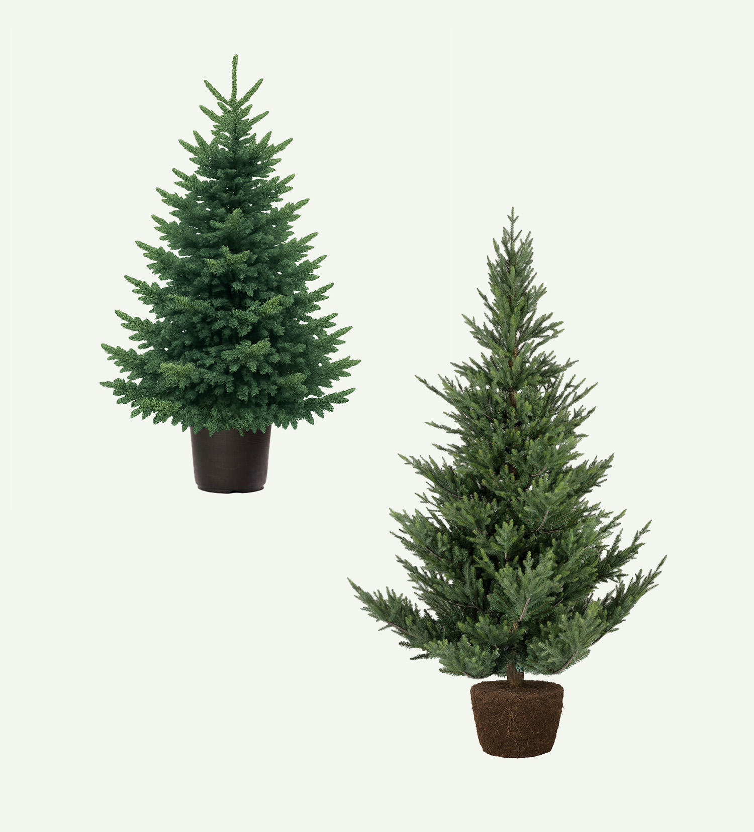 Fraseri-en-groenspar-kerstboom-rosmalen