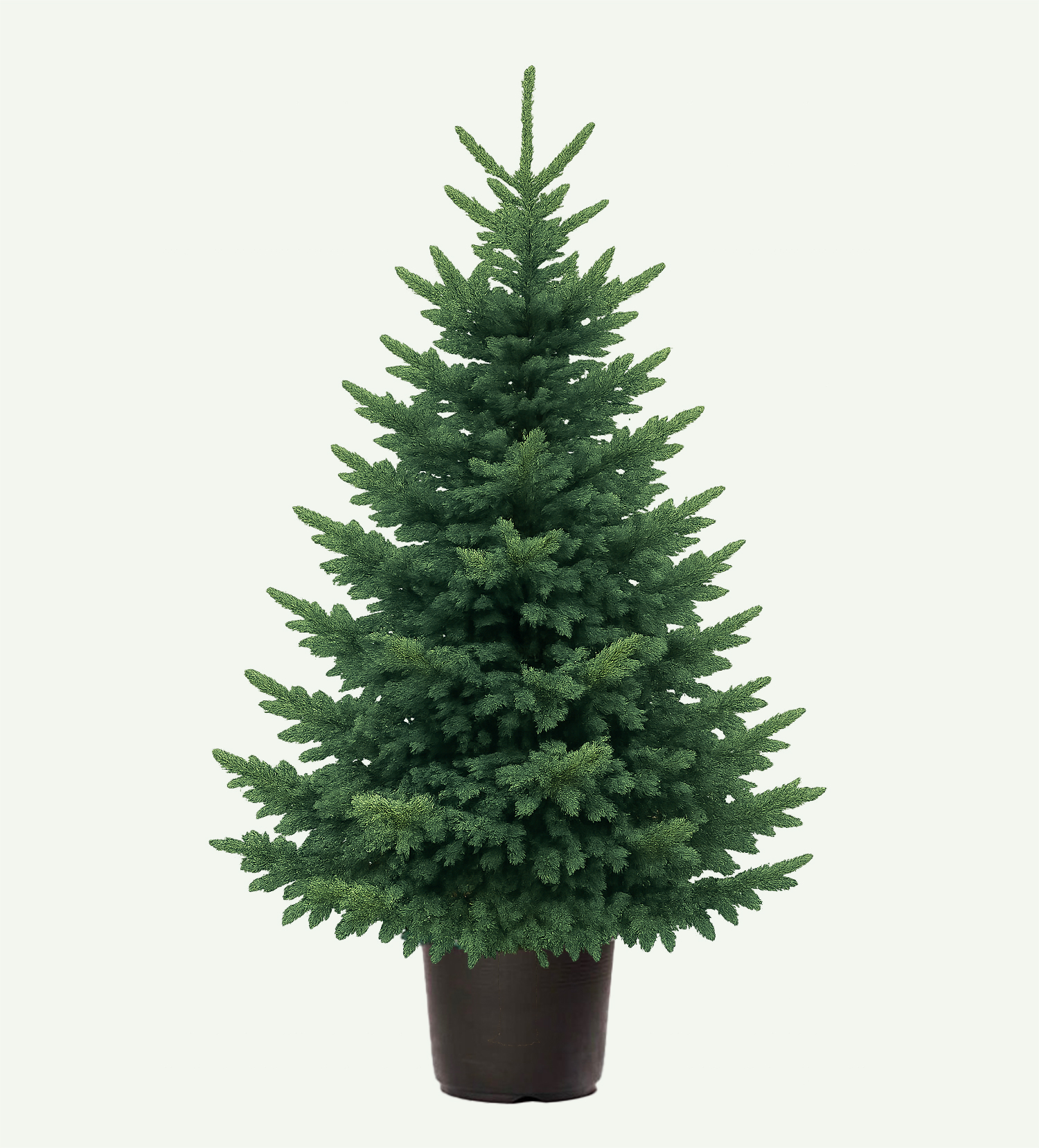 Fraseri kerstboom Rosmalen