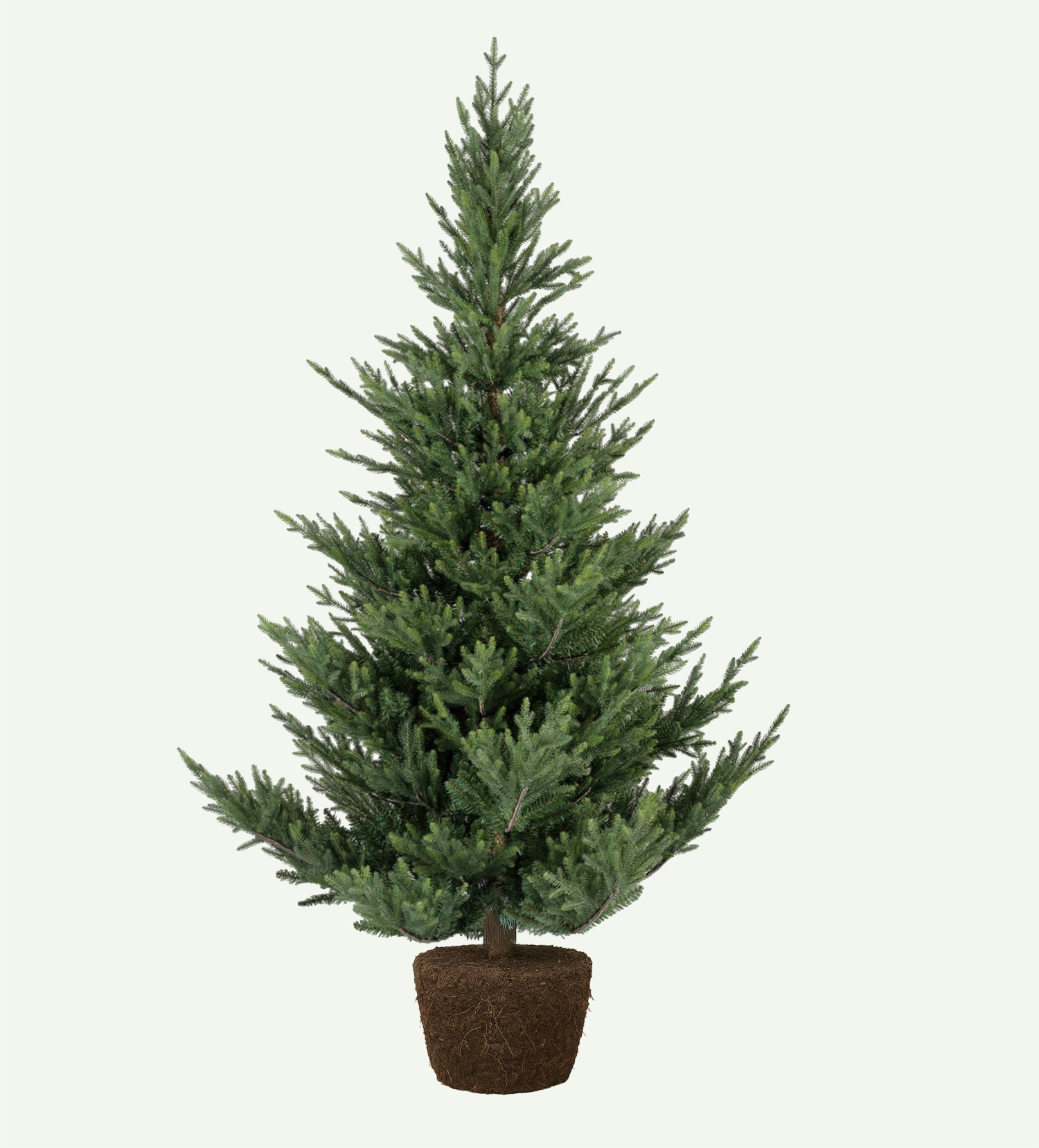 Groenspar kerstboom Rosmalen