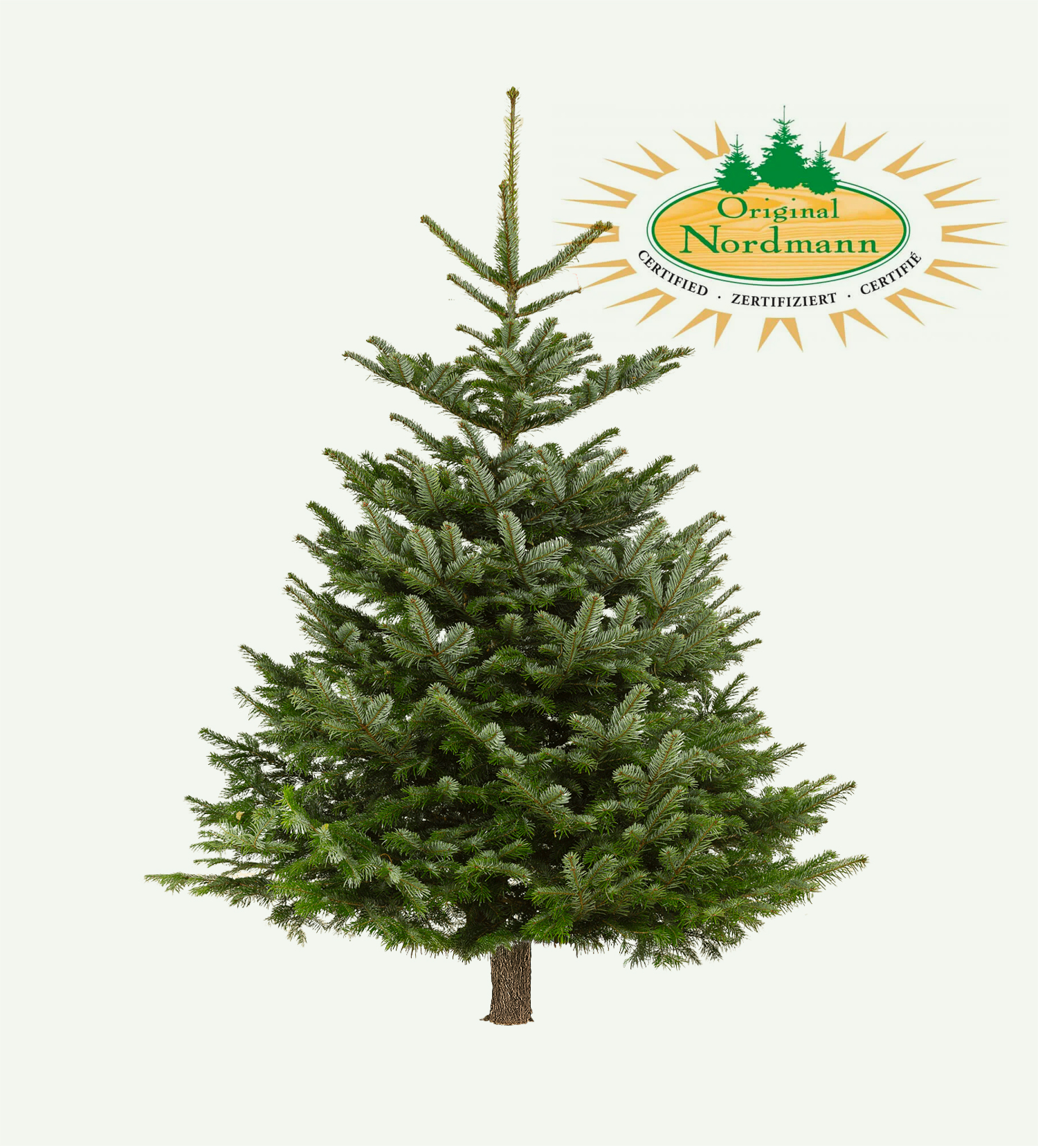 Nordmann kerstboom Rosmalen