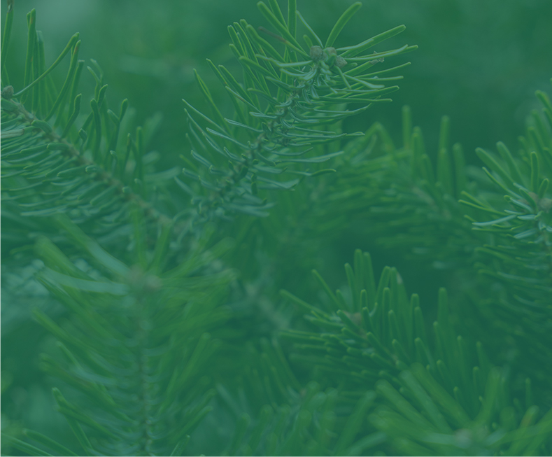 Bestel een nordmann kerstboom in regio rosmalen